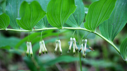 In the spring forest grows multifloral plant Polygonatum multiflorum