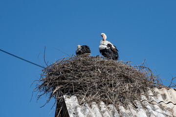 Storks in a nest. Armenia, Ararat.