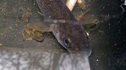 Thymallus thymallus, commonly known as the European grayling, is a cold-water salmonid native to rivers and lakes across Europe and western Siberia. Recognizable by its large sail-like dorsal fin, col
