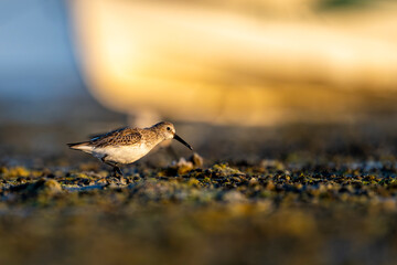 Dunlin, Calidris alpina, Barr Al Hikman, Oman
