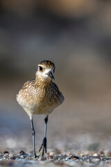 Pacific Golden Plover, Pluvialis fulva, Barr Al Hikman, Oman