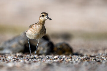 Pacific Golden Plover, Pluvialis fulva, Barr Al Hikman, Oman