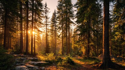 Fototapeta premium Breathe in the beauty of golden sunrise filtering through majestic pine trees in enchanting forest, perfect for mindful outdoor projects