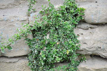 The ornamental shrub Euonymus fortunei grows in the garden