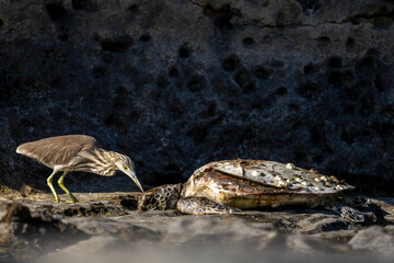 Indian Pond Heron by a Sea Turtle, Highlighting Ocean Pollution and Ghost Fishing Gear in Oman