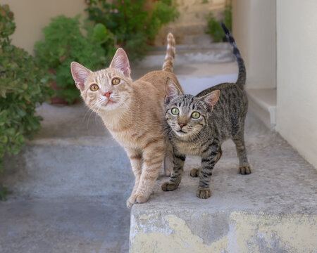 Two cute cat kittens, lovely friends begging for food, standing side by side, Corfu, Greece