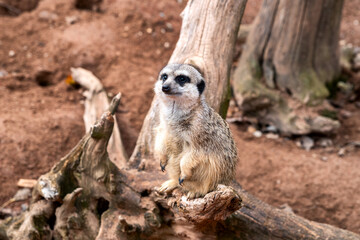Fototapeta premium Meerkat standing upright on tree branch in natural habitat watching surroundings with alert posture