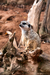 Fototapeta premium Alert meerkat standing on tree branch in natural habitat looking around in typical upright position