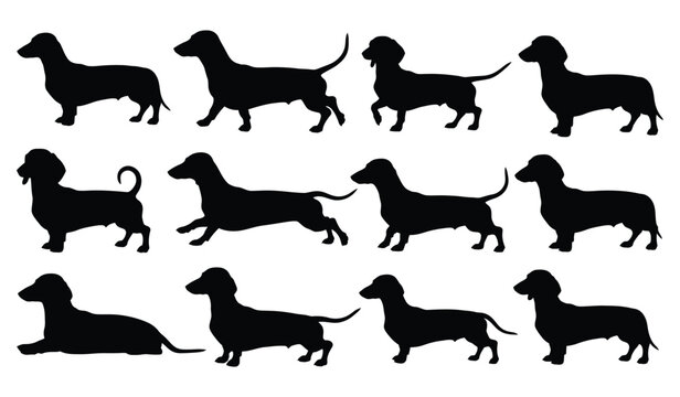 Black dachshund dog silhouettes in various poses and positions Vector