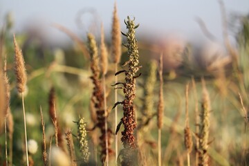 field of wheat