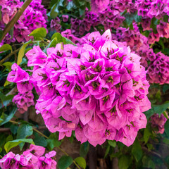 close-up of bright pink bougainvillea blossoms