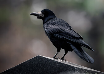 Naklejka premium raven closeup