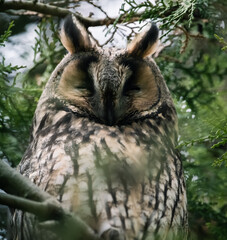 sleepy long-eared owl in the tree