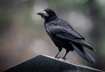 Naklejka premium raven closeup