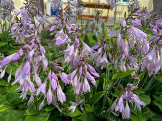 The hosta blooms beautifully in the summer at the cottage
