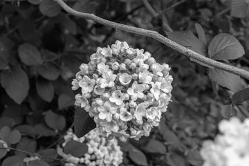 Viburnum tinus tiny flower heads shrub botanic growth on lush background in black and white