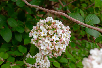 Viburnum tinus tiny flower heads shrub botanic growth on lush background