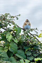 Goldfinch (Carduelis carduelis) widespread in European gardens parks and meadows
