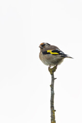 Obraz premium Goldfinch (Carduelis carduelis) widespread in European gardens parks and meadows