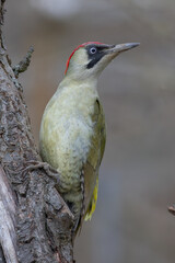 Green woodpecker (Picus viridis)