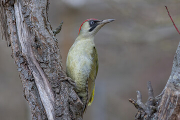Green woodpecker (Picus viridis)
