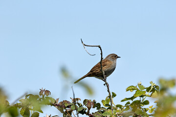 Dunnock (Prunella modularis) common in European gardens and hedgerows
