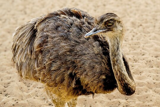 Curious American Rhea