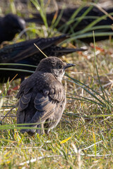 Juvenile starling (Sturnus vulgaris) common in European urban areas and gardens