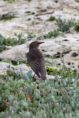 Juvenile starling (Sturnus vulgaris) common in European urban areas and gardens