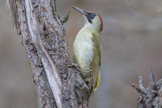Green woodpecker (Picus viridis)