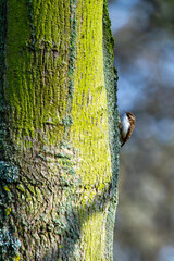 Treecreeper (Certhia familiaris) found in European woodlands climbing tree trunks
