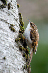 Treecreeper (Certhia familiaris) found in European woodlands climbing tree trunks