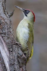 Green woodpecker (Picus viridis)