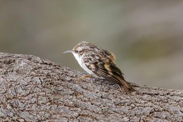 Treecreeper (Certhia familiaris) found in European woodlands climbing tree trunks