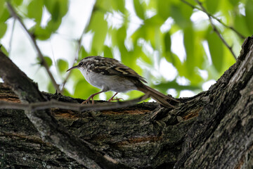 Treecreeper (Certhia familiaris) found in European woodlands climbing tree trunks