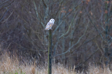 Barn Owl perched on a post, County Durham, England, UK.