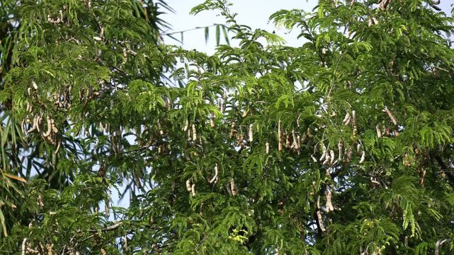 Tamarindus indica fruit in garden. tamarind fruit.