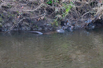 Adult Otter swimming in a river, County Durham, England.
