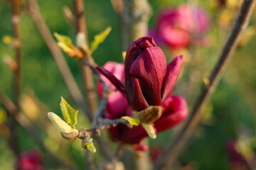Dark Red Magnolia Bud in Spring Sunlight