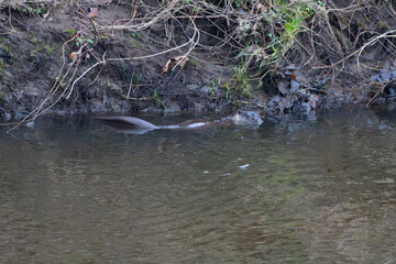 Adult Otter swimming in a river, County Durham, England.