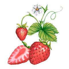 Watercolor illustrations of Strawberry branches with whole strawberries and halves of berries. Sliced strawberries. Illustration of strawberry bush with berries and tendrils for package, cosmetic