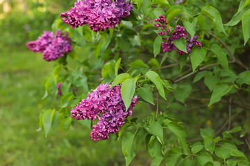 Blooming Purple Lilac Bush in Spring
