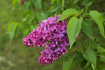 Blooming Purple Lilac Branch Close Up