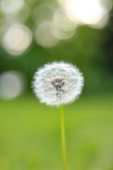 Delicate Dandelion Seed Head on Green Bokeh Background