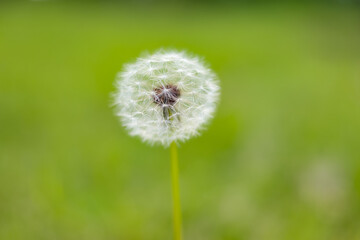 Dandelion Seed Head on a Green Background