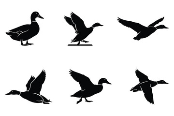 Fototapeta premium Duck Silhouette Vector Set, Flying Duck and Mallard Bird Illustration