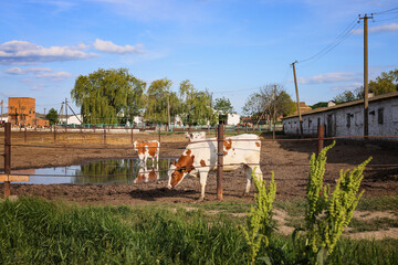 Rural farm scene with young calves