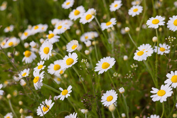 Wild Chamomile Daisies in a Green Meadow