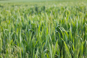 Green Wheat Field Growing in Spring