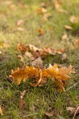 Fallen autumn oak leaves on green grass